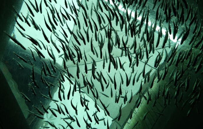 Czy głębinowe hodowle ryb to przyszłość akwakultury? Forever Oceans uważa, że tak