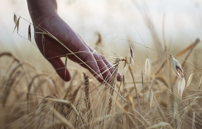 Australia stawia na biotechnologię rolniczą – testy pszenicy modyfikowanej genetycznie  