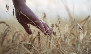 Australia stawia na biotechnologię rolniczą – testy pszenicy modyfikowanej genetycznie  
