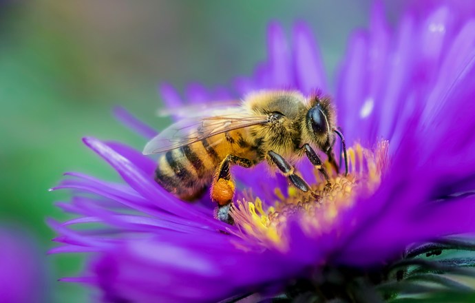 Pszczoły miodne mogą wykryć raka płuca na podstawie oddechu człowieka!
