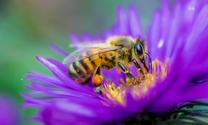 Pszczoły miodne mogą wykryć raka płuca na podstawie oddechu człowieka!