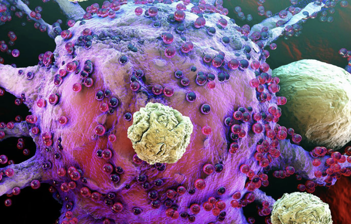 Test oceny zdolności komórek odpornościowych do indukowania śmierci komórek nowotworowych