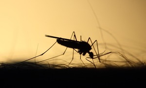 Nowe odkrycie w badaniach nad komarami. Jak wykrywają obecność człowieka?