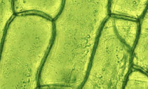 BioLector XT i Multisizer 4e jako wszechstronne narzędzia do optymalizacji hodowli komórek 