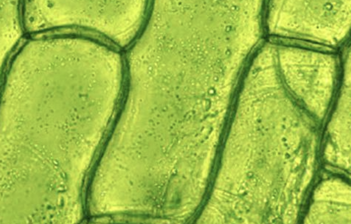 BioLector XT i Multisizer 4e jako wszechstronne narzędzia do optymalizacji hodowli komórek 