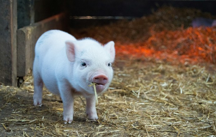 FDA zezwala na pierwsze przeszczepy świńskich nerek edytowanych genetycznie u ludzi