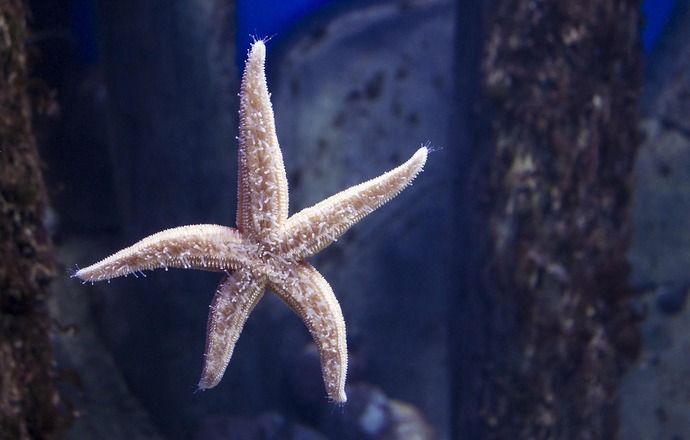 Rozgwiazdy jako model biomimetyki nowej generacji – rewolucja technologiczna inspirowana na