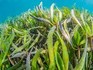 Od oceanu do przemysłu – wodorosty nową siłą napędową zrównoważonej produkcji