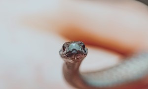 Przeciwciała z krwi jednego człowieka neutralizują śmiertelny jad wielu gatunków węży