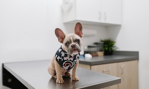 Polski start-up dokona przełomu w leczeniu nowotworów u psów?