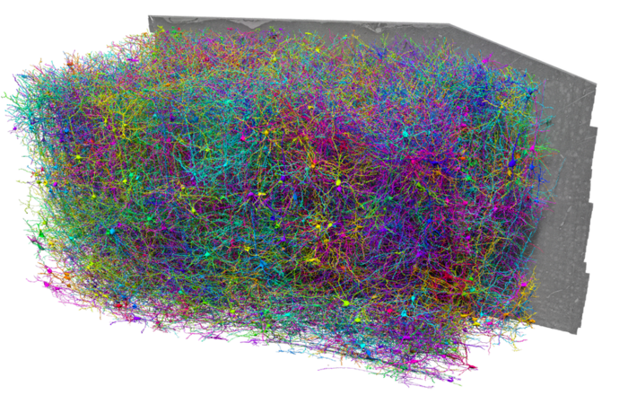 Największa mapa mózgu ssaka pokazuje strukturę i aktywność neuronów w skali nanometrów