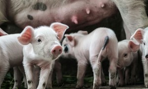 Regulacyjne i technologiczne implikacje dopuszczenia genetycznie zmodyfikowanych świń do ła