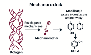 Rola mechanorodników w procesie starzenia się