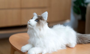 Inteligentne futro i sztuczne serce – o MetaCat i przyszłości biomimetycznych robotów terap