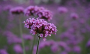 Werbena cytrynowa – właściwości i zastosowanie w kosmetologii oraz aromaterapii