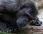 Fermentujące owoce jako źródło etanolu w diecie szympansów – obserwacje i znaczenie ewolucy