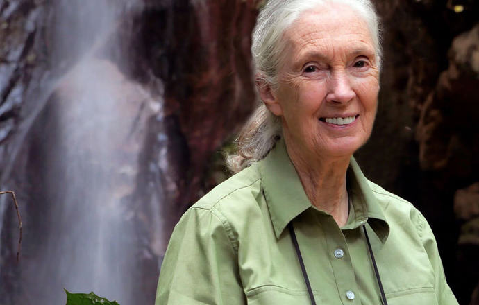 Badaczki znane i nieznane. Jane Goodall, która autentycznością i pokorą nauczała empatii wo