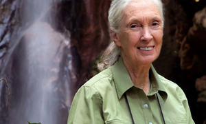 Badaczki znane i nieznane. Jane Goodall, która autentycznością i pokorą nauczała empatii wo