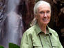 Badaczki znane i nieznane. Jane Goodall, która autentycznością i pokorą nauczała empatii wo
