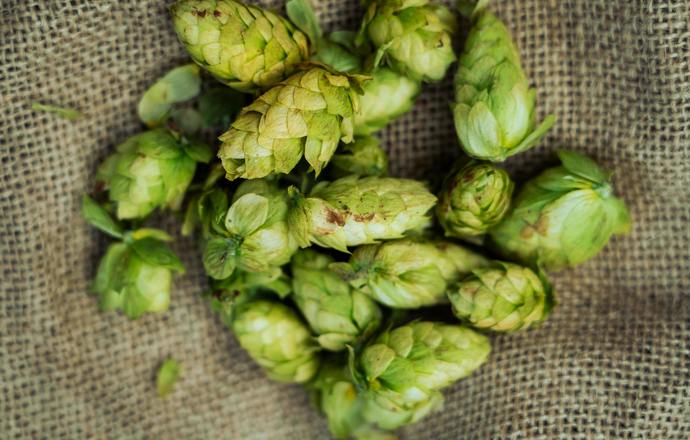 Ksantohumol – naturalny flawonoid o potencjale kosmetologicznym