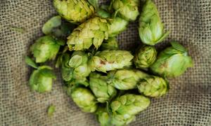 Ksantohumol – naturalny flawonoid o potencjale kosmetologicznym