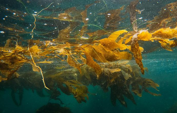 Algi – składniki aktywne o wysokim potencjale kosmetycznym