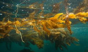 Algi – składniki aktywne o wysokim potencjale kosmetycznym