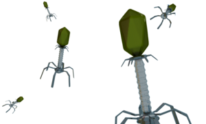 Bakteriofagi w walce z superbakteriami – nowa broń przeciw antybiotykooporności