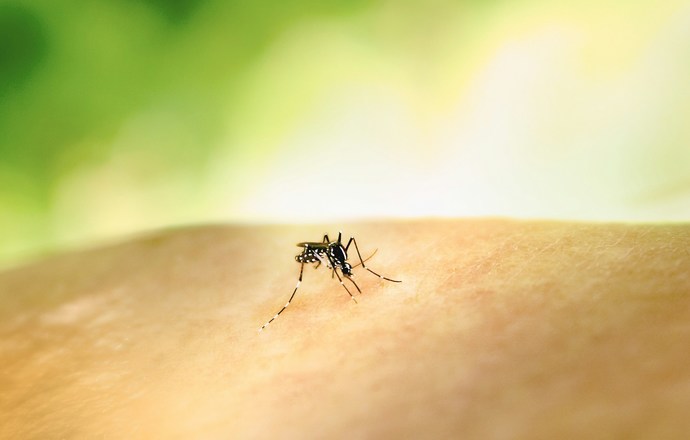 Komórkowa mapa dorosłego komara Aedes aegypti i jej znaczenie dla współczesnej entomologii