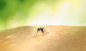Komórkowa mapa dorosłego komara Aedes aegypti i jej znaczenie dla współczesnej entomologii