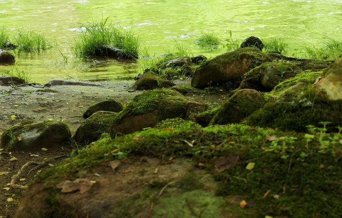 Interakcje mchów i mikroorganizmów w usuwaniu toksycznych metali z ekosystemów wodnych