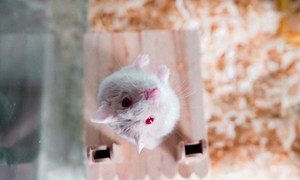 Czy kosmiczna ekspozycja wpływa na płodność ssaków? Przypadek myszy z misji Shenzhou-21