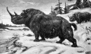 Paleogenomika nosorożca włochatego – kompletna sekwencja DNA z nietypowego źródła