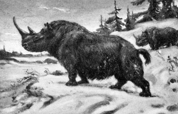 Paleogenomika nosorożca włochatego – kompletna sekwencja DNA z nietypowego źródła