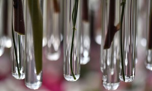 Historyczne płyny konserwujące a współczesne techniki spektroskopowe