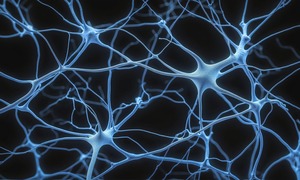 Regeneracja rdzenia kręgowego w laboratorium – organoidy i „tańczące cząsteczki”