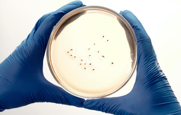 Prof. Iwona Mruk: „Chcę znaleźć najsłabsze ogniwa genetyczne bakterii, by stworzyć precyzyj