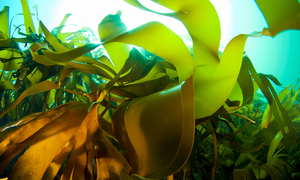 Europejskie organizacje łączą siły na drodze do opracowania biologicznych superabsorbentów 