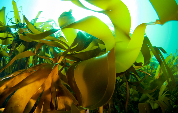 Europejskie organizacje łączą siły na drodze do opracowania biologicznych superabsorbentów 