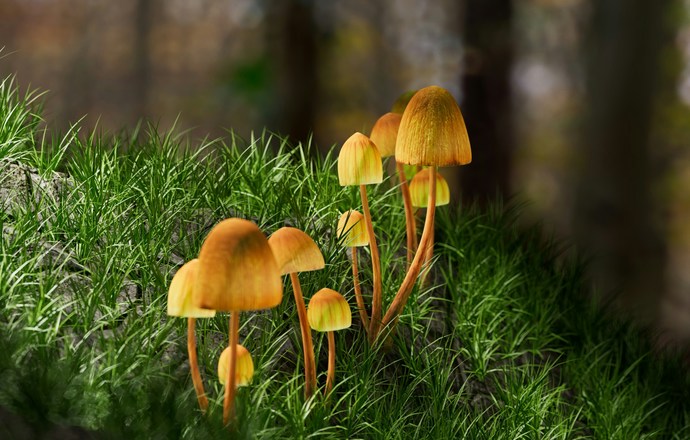  Od LSD do psylocybiny – ewolucja psychodelików jako narzędzi klinicznych w psychiatrii