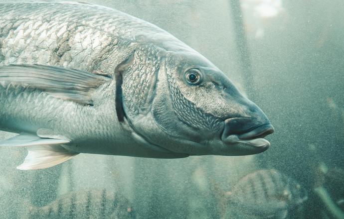 Skąd wzięła się druga para oczu u kręgowców? Dane z kambru a ewolucja wzroku