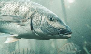 Skąd wzięła się druga para oczu u kręgowców? Dane z kambru a ewolucja wzroku