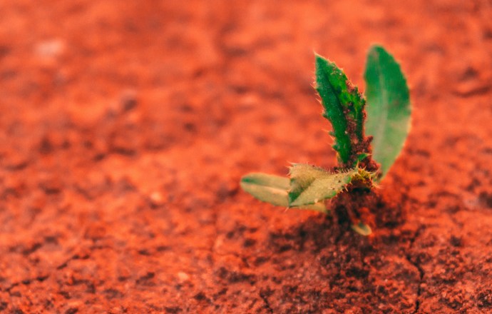 Od regolitu do jadalnej biomasy – biologiczne strategie produkcji żywności na Marsie