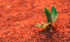 Od regolitu do jadalnej biomasy – biologiczne strategie produkcji żywności na Marsie