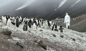 Od lodowej pustyni do diagnostyki molekularnej – jak podejście One Health zmienia walkę z w