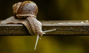 Śluz ślimaka – biotechnologiczny składnik wspierający regenerację i nawilżenie skóry