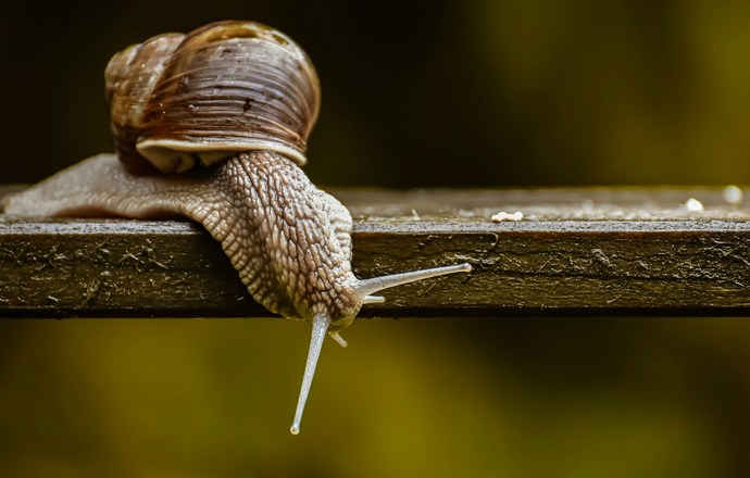 Śluz ślimaka – biotechnologiczny składnik wspierający regenerację i nawilżenie skóry