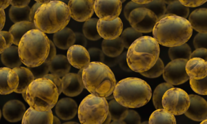 BioLector XT i Multisizer 4e jako wszechstronne narzędzia do optymalizacji hodowli komórek 