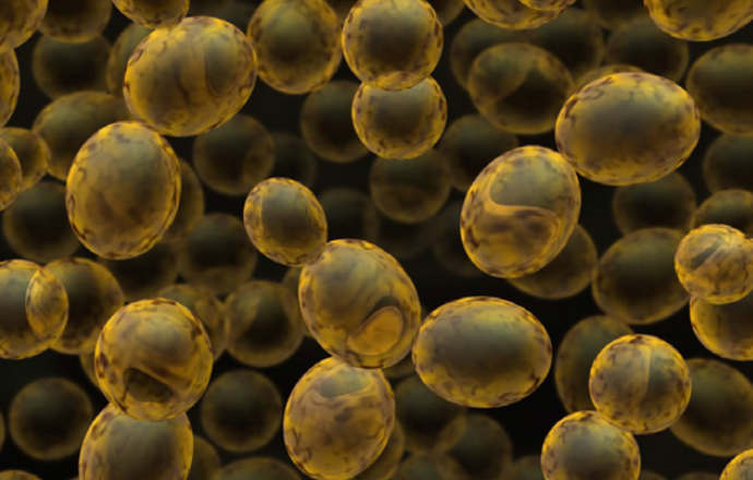 BioLector XT i Multisizer 4e jako wszechstronne narzędzia do optymalizacji hodowli komórek 