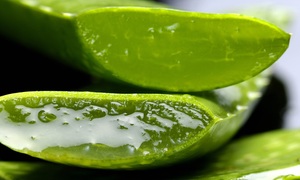 Aloes – charakterystyka, właściwości i zastosowanie w kosmetologii